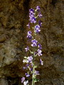 Delphinium Staphisagria